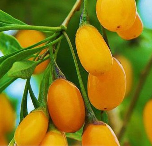 Goji Berry